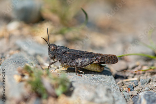 grasshopper on the grass © felipe