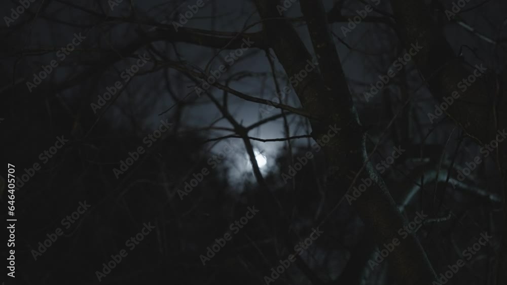 Moon is seen through tree branches at night in forest or city park. Focus on tree and bush as moonlight shines in the background. Cold winter night outdoors