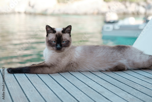 cute siamese cat female lying on deck of sailing boat, relaz lazy afternoon photo