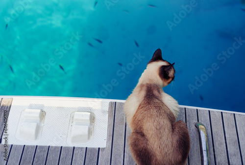 Obraz na plátně curious siamese cat watching small fish in blue clear water of sea or ocean from