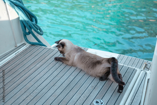 cute siamese cat female playing on deck of sailing boat, relaz lazy afternoon photo