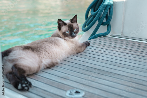 cute siamese cat female lying on deck of sailing boat, relaz lazy afternoon photo