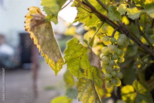 Autumn. Ripe grapes on the sunset