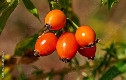 Fruits of an ornamental shrub called Wild Rose currently growing in places of old gardens in the city of Białystok in Podlasie, Poland.