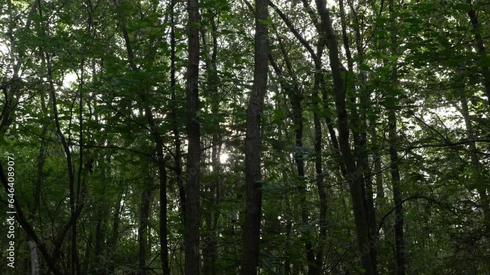 Forest scene with sunlight through swaying trees Forest scene with sunlight through swaying trees