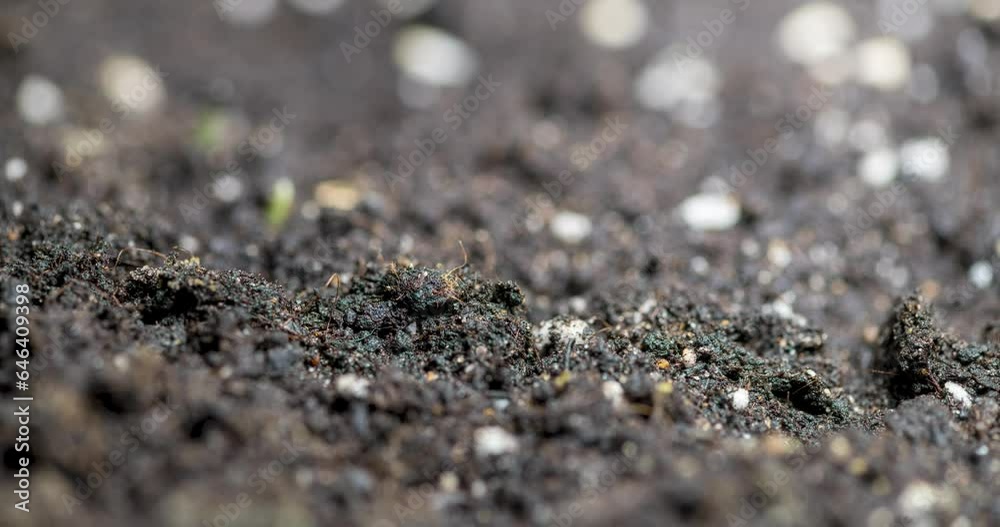 Fresh grass growing macro time-lapse. Closeup of germination and growth of tiny grass cereal crop. Wheat, oats or barley culture. Healthy vegan food concept. Motorised panoramic movement. Fresh grass growing macro time-lapse. Closeup of germination and growth of tiny grass cereal crop. Wheat, oats or barley culture. Healthy vegan food concept. Motorised panoramic movement.