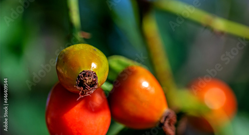 Fruits of an ornamental shrub called Wild Rose currently growing in places of old gardens in the city of Białystok in Podlasie, Poland.
