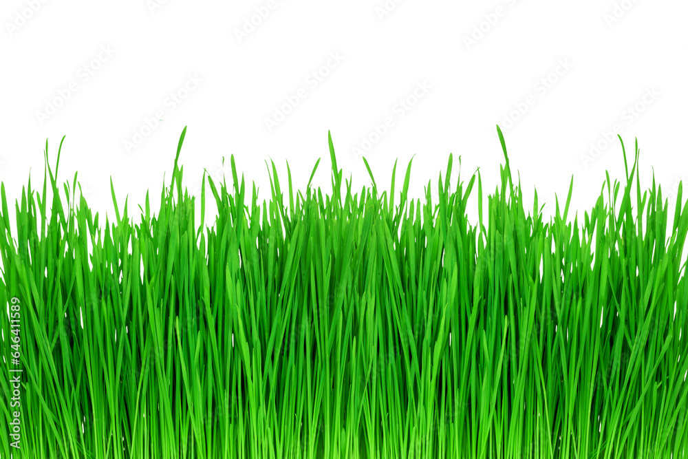 a sprouts of green wheat grass on transparent background a sprouts of green wheat grass on transparent background