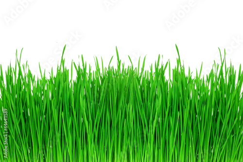 a sprouts of green wheat grass on transparent background