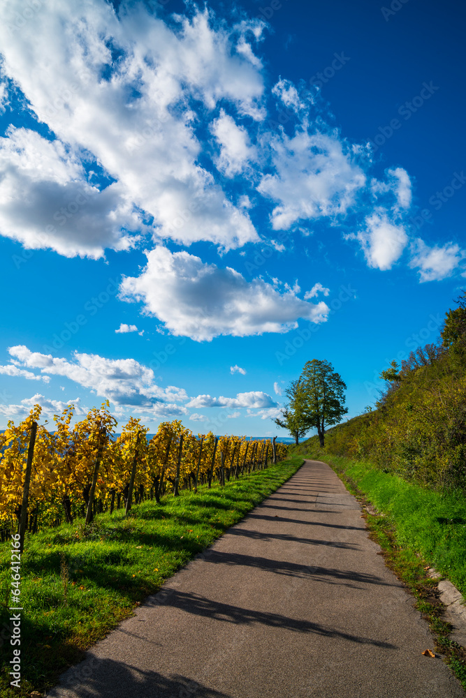 Obraz premium Germany, Road alongside colorful vineyard autumn season nature landscape blue sky sun clouds beautiful hiking atmosphere