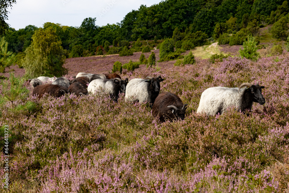 Obraz premium Wunderschöne Heidschnucken mitten in der blühenden Lüneburger Heide