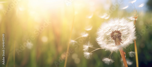 A close-up photograph of a dandelion blowball in its full  fluffy glory  ready to disperse its seeds into the breeze on a sunny summer day.