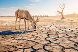 Tragic aftermath: Alone deer in a dry, lifeless environment, illustrating the potential fatal consequences for wildlife amid prolonged drought and water shortages caused by climate change.