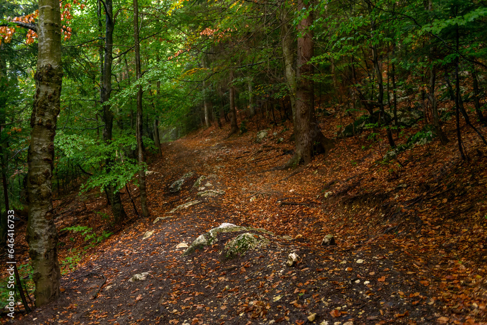 Fototapeta premium Fabulous and mysterious path in the decidous beech foggy forest. Location place of Carpathians mountain, Romania, Europe. Image of exotic scene. Vibrant photo wallpapers. Discover the beauty of earth