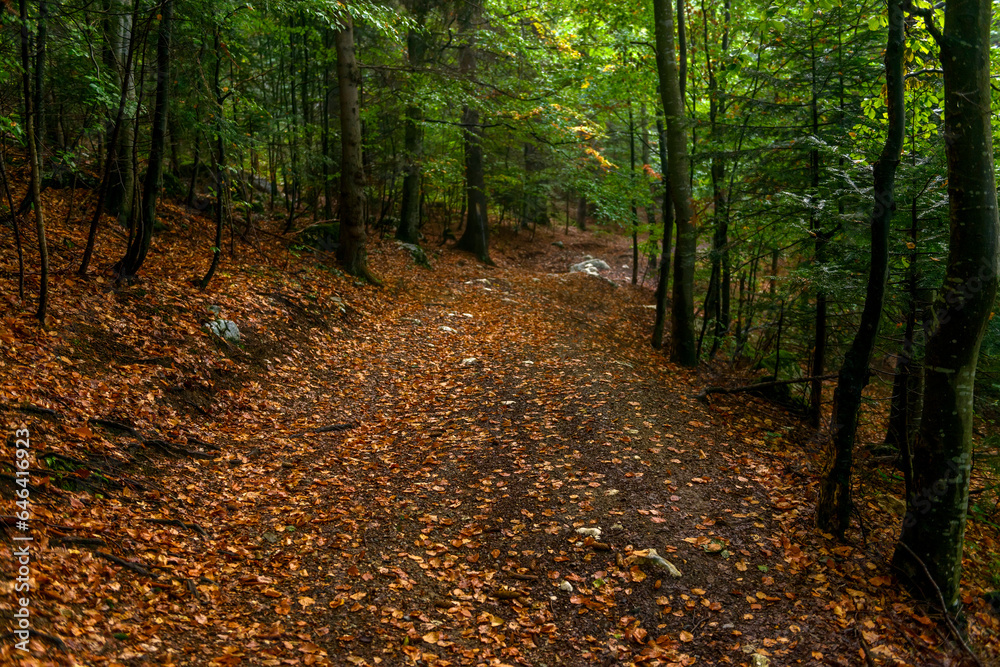 Fabulous and mysterious path in the decidous beech foggy forest. Location place of Carpathians mountain, Romania, Europe. Image of exotic scene. Vibrant photo wallpapers. Discover the beauty of earth Fabulous and mysterious path in the decidous beech foggy forest. Location place of Carpathians mountain, Romania, Europe. Image of exotic scene. Vibrant photo wallpapers. Discover the beauty of earth