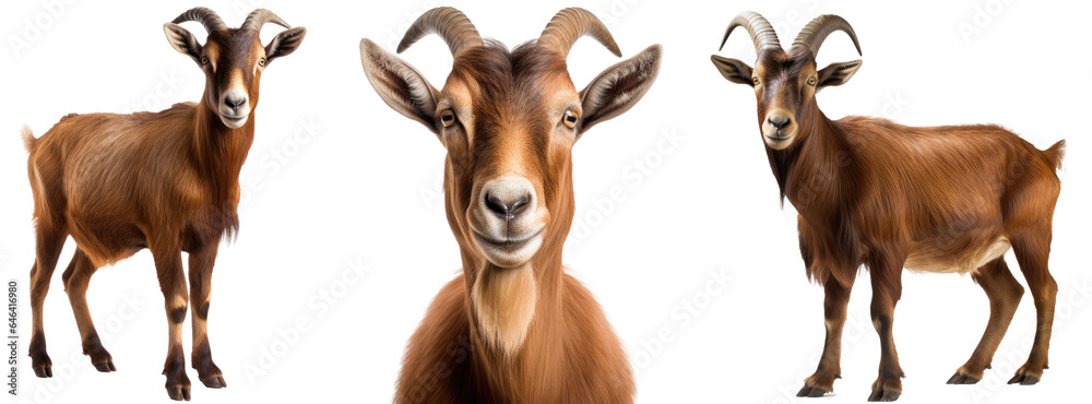 brown goat collection (portrait, standing), animal bundle isolated on a white background as transparent PNG - obrazy, fototapety, plakaty 
