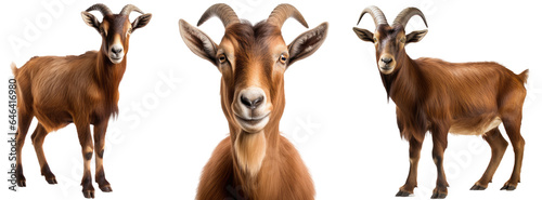brown goat collection (portrait, standing), animal bundle isolated on a white background as transparent PNG photo