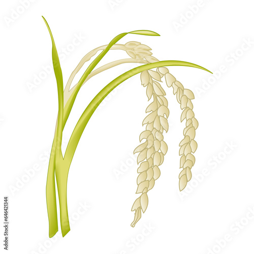 Rice plant - rice flower - vegetal - green wheat isolated on white