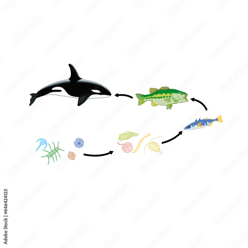 Marine food chain orca killer whale fish plankton Stock Vector Biology Diagrams