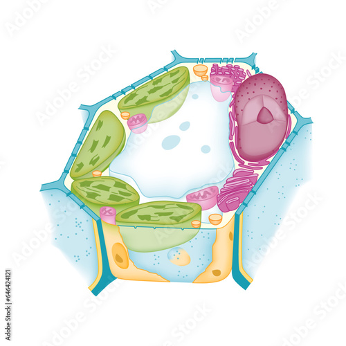 plant cell célula vegetal science biology