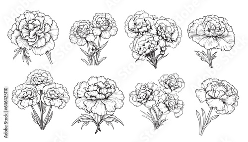 Carnation set sketch hand drawn in comic style.Vector Garden flowers photo