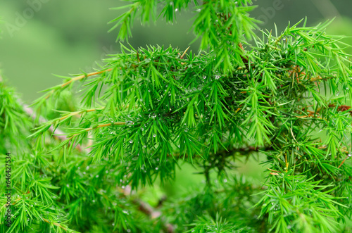 Green juniper bush with dew drops after rain