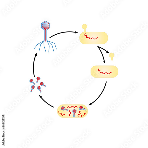 Cycle of a bacteriophage science biology illustration vector