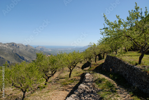 Almond orchard, near Benimaurell in the Vall de Laguart, Alicante Province, Spain photo