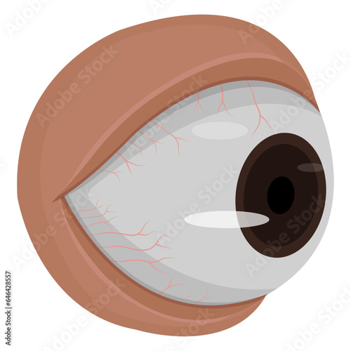 Human eye isolated on white background