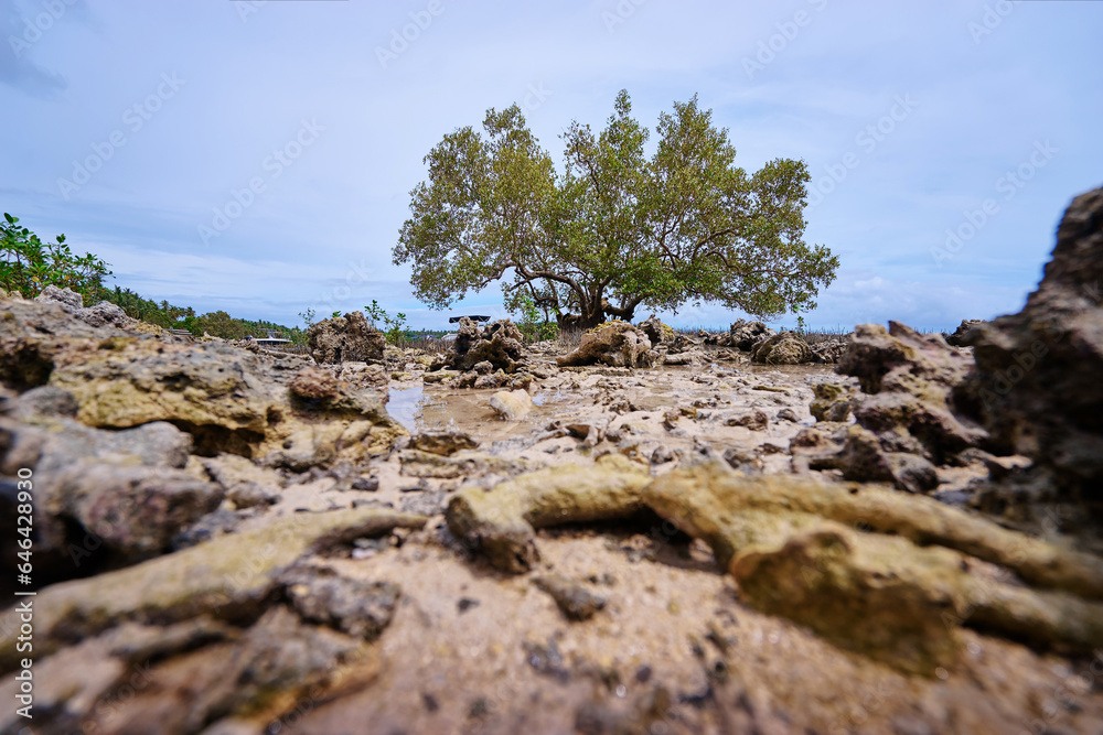 Seascape with mangrove trees on low tide beach. Seascape with mangrove trees on low tide beach.