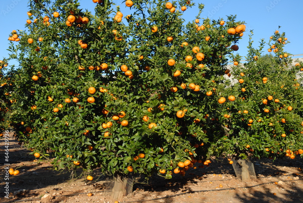 Organic mandarin oranges on tree, Spain