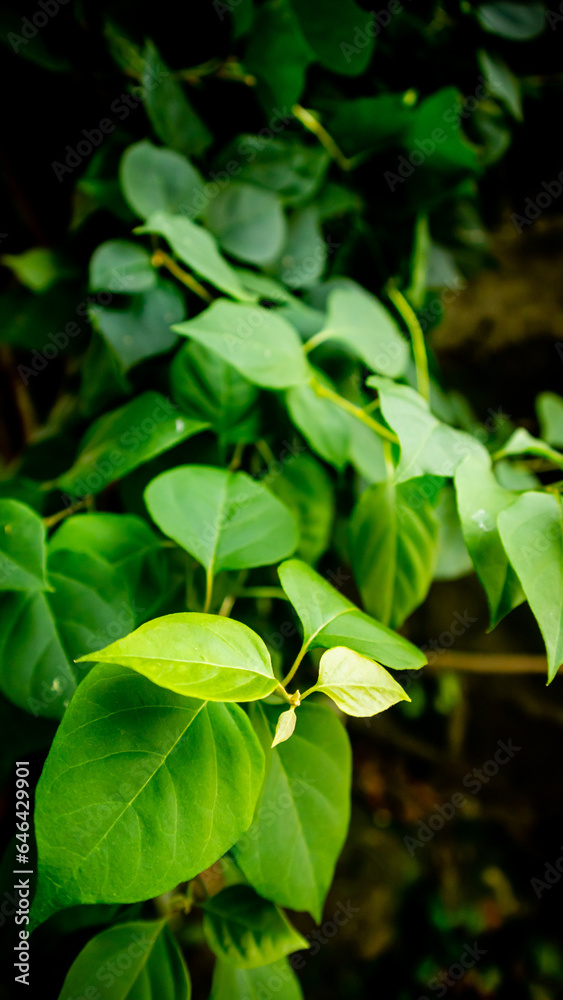 green leaves of thriving bougainvillea flower green leaves of thriving bougainvillea flower