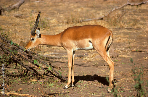 Impala, Aepyros melampus, Parc national de Masai Mara, Kenya