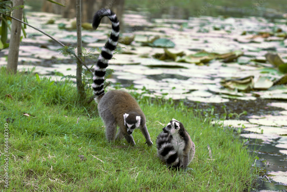Lémurien catta, Lemur catta,  Madagascar