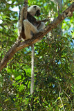 Lémurien, Propithéque de Coquerel , Propithecus coquerili, Madagascar