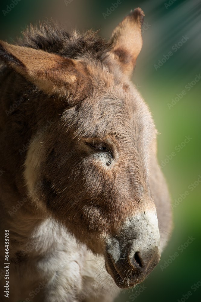 portrait of a donkey with pointed ears portrait of a donkey with pointed ears