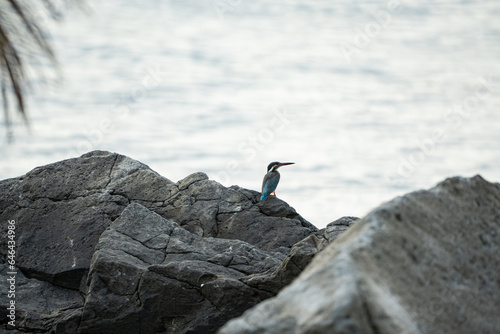 a malnourish Common Kingfisher is waiting to catch a fish while being aware on its surroundings photo