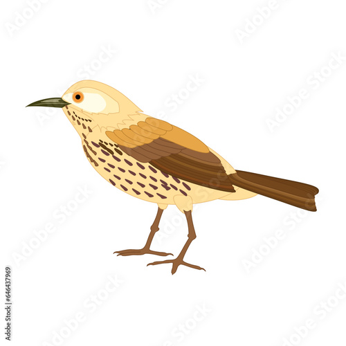 bird on a branch robin on a branch