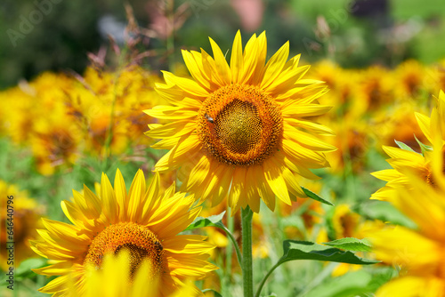 Close up of some sunflowers in a field. Field of sunflowers on a windy summer day. In the background the blue sky with white clouds. © trattieritratti