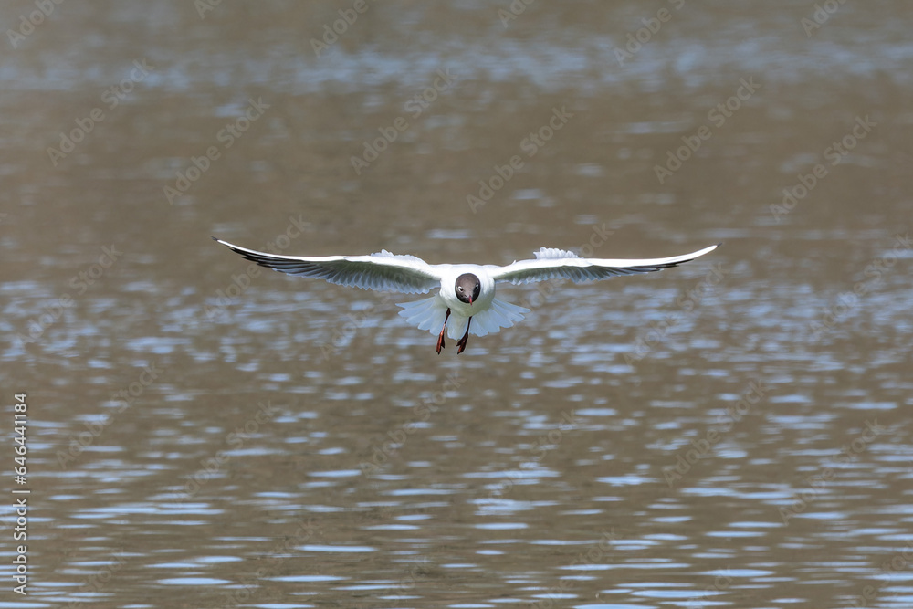 Black-Headed Gull, Chroicocephalus ridibundus in flight. Adult winter plumage Black-Headed Gull, Chroicocephalus ridibundus in flight. Adult winter plumage
