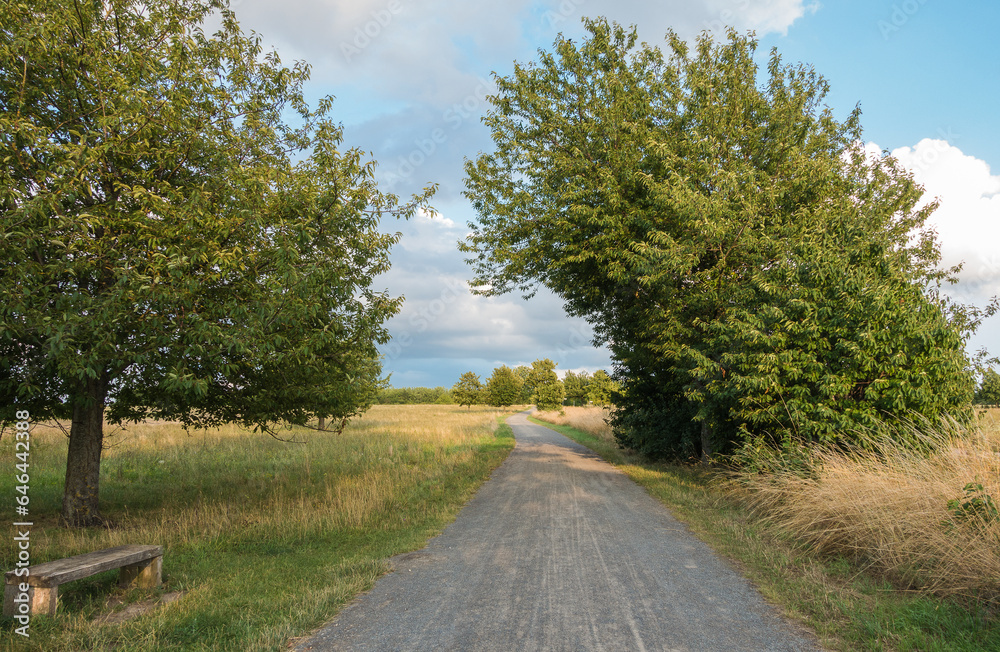 Fototapeta premium Naturschutzgebiet Hannower Kronsberg Hannover Kronsberg nature reserve