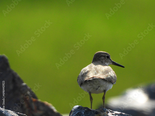 Sandpiper looking into the distant river