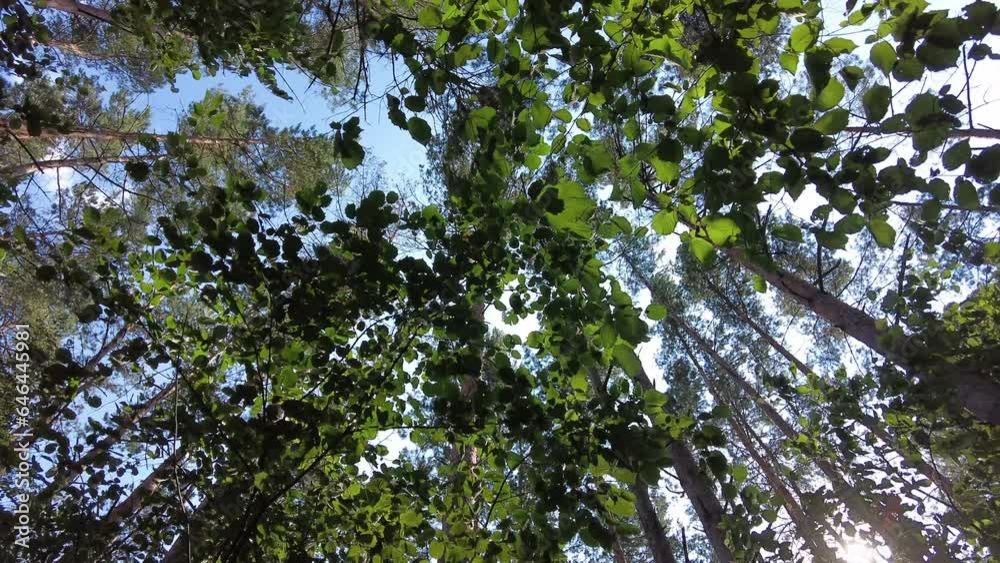 Evergreen trees in the forest looking up Evergreen trees in the forest looking up