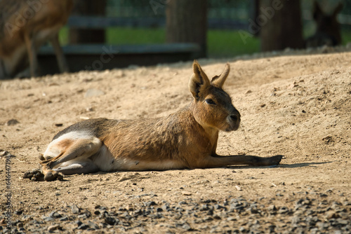The Patagonian mara  and babies in the Paris zoologic park, formerly known as the Bois de Vincennes, 12th arrondissement of Paris, which covers an area of 14.5 hectares