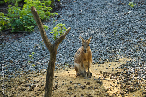 Patagonian cavies in the Paris zoologic park, formerly known as the Bois de Vincennes, 12th arrondissement of Paris, which covers an area of 14.5 hectares photo