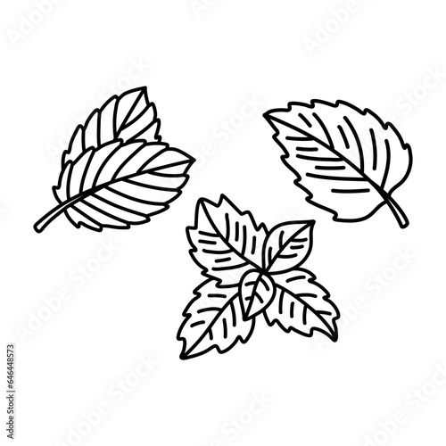Hand drawn set illustrations of mint leaves isolated on white background