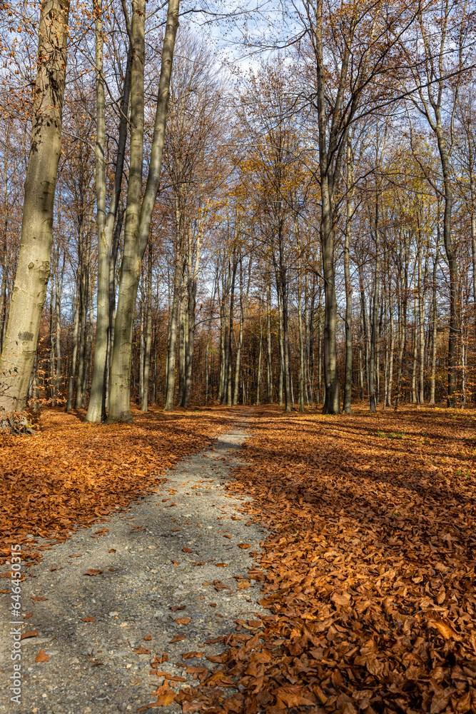 Tranquil Path in an Autumn Forest, Surrounded by Fall Leaves and Nature’s Colors Tranquil Path in an Autumn Forest, Surrounded by Fall Leaves and Nature’s Colors