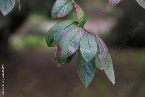 Purple-green leaves of Cotoneaster rugosus close-up on a branch, selective focus. photo