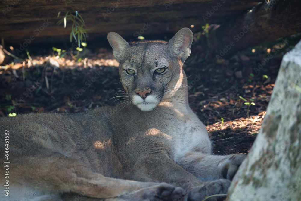 Puma concolor, is a carnivorous mammal from the Felidae family which ...