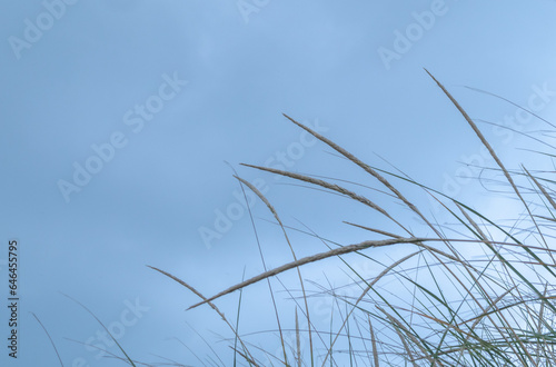 Elegant grass on north shore of Lake Erie viewed against cloudy sky
